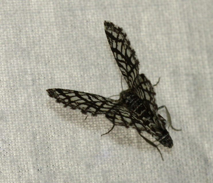 Chiasmia clathrata - rácsos rétiaraszoló