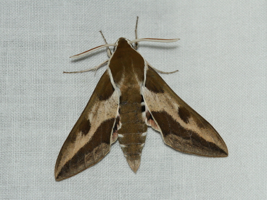 Hyles euphorbiae - kutyatejszender