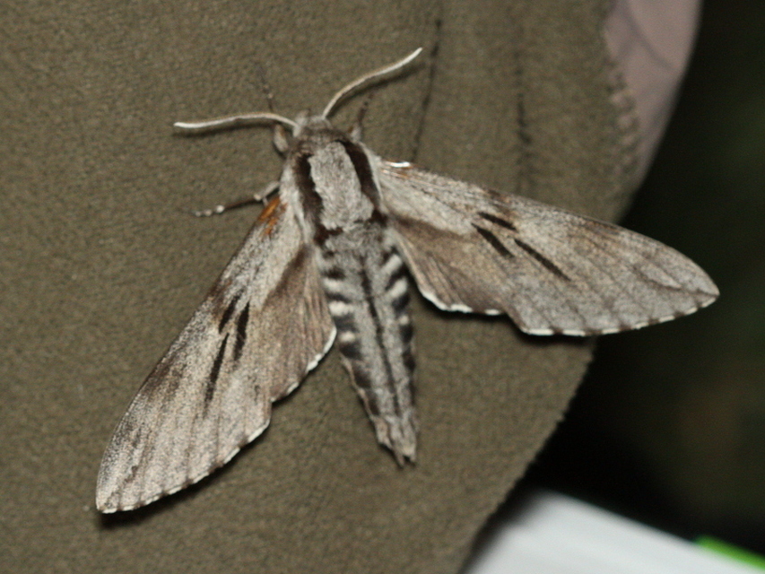 Hyloicus pinastri - fenyőszender