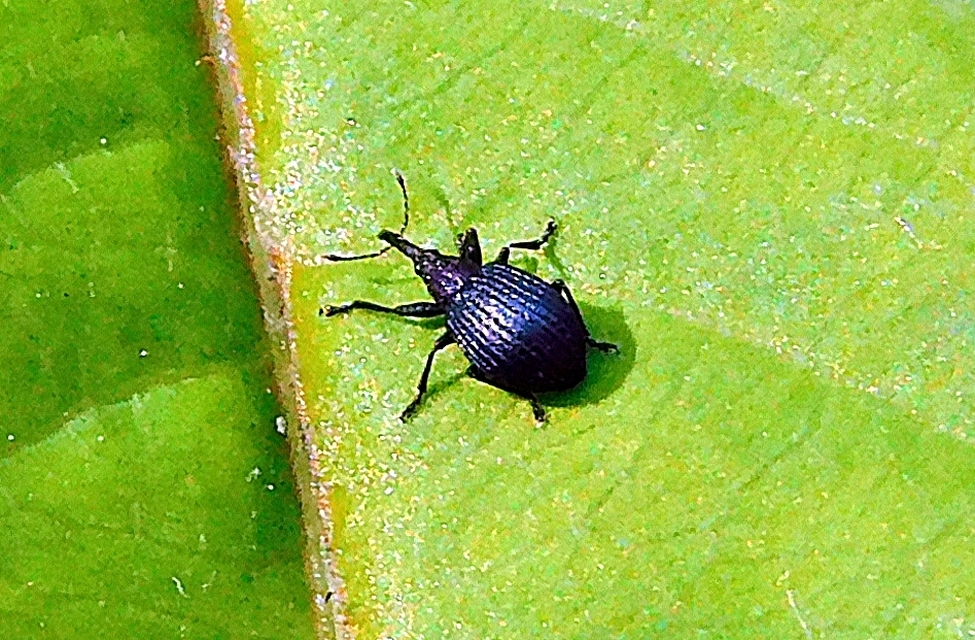 Holotrichapion pisi - lucernarügy-cickányormányos