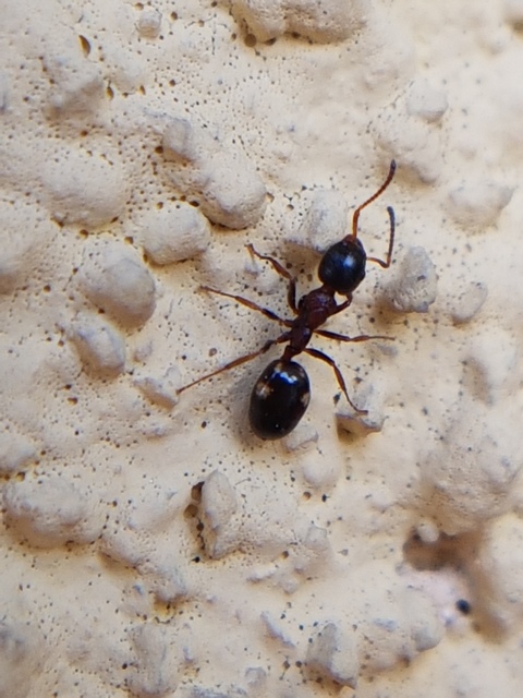 Dolichoderus quadripunctatus - négypettyes erdeihangya