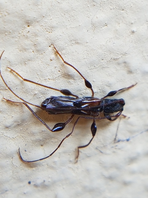 Molorchus minor - kis légycincér