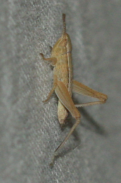 Euchorthippus Euchorthippus