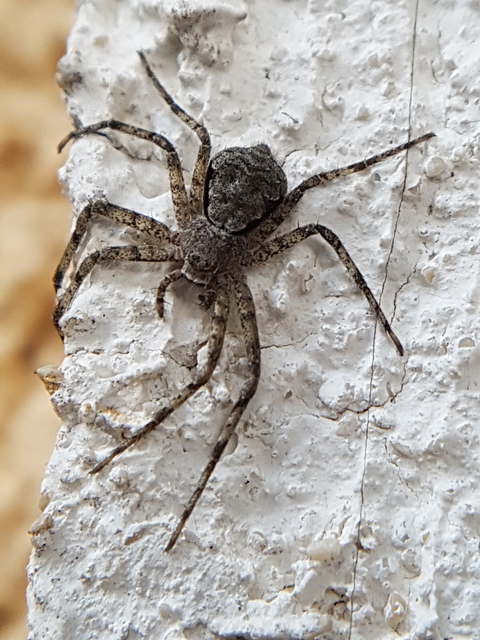 Philodromus poecilus - cifra karolópók