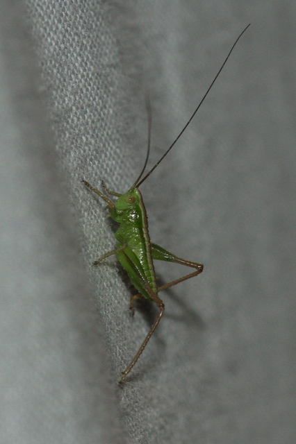 Bicolorana bicolor - halványzöld rétiszöcske