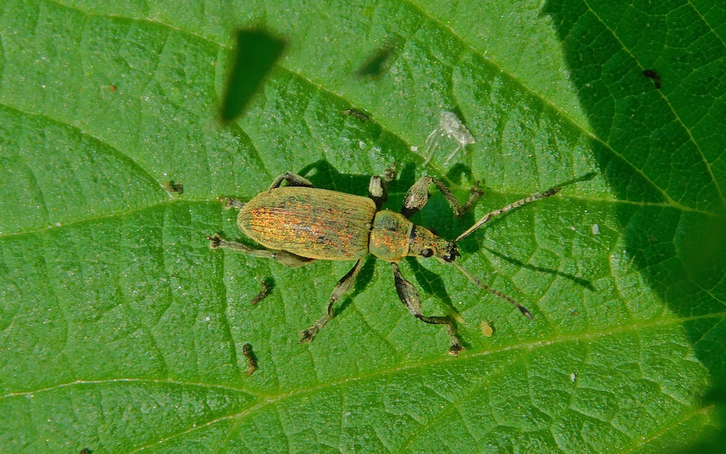 Phyllobius pomaceus - csalán-levélormányos