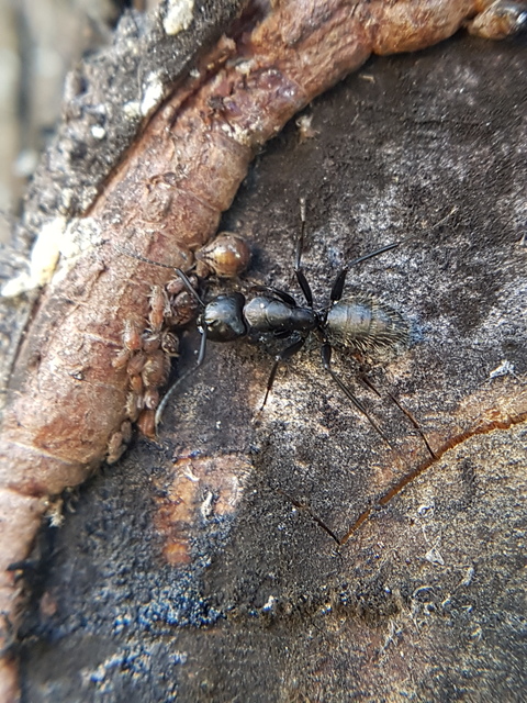 Camponotus vagus - fekete lóhangya