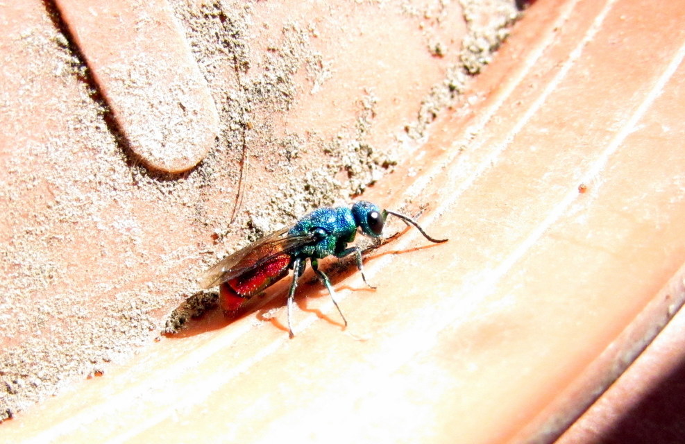 Chrysididae - fémdarazsak