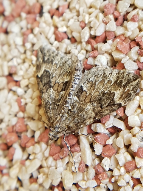Thera variata - változékony fenyőaraszoló