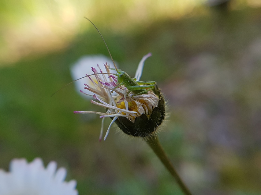 Tettigonia viridissima - zöld lombszöcske