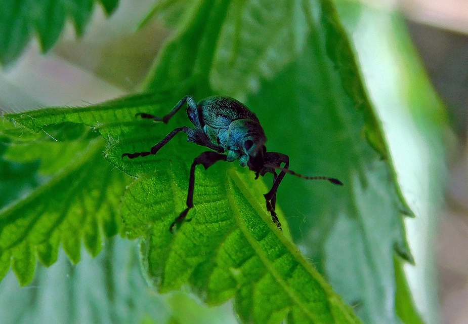 Phyllobius pomaceus - csalán-levélormányos