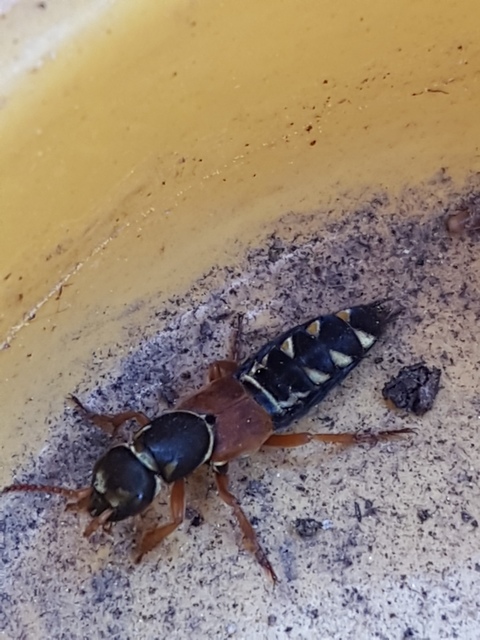 Staphylinus caesareus - aranysujtásos holyva