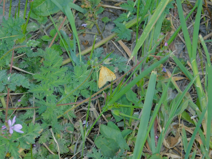 Sitochroa verticalis - világossárga dudvamoly