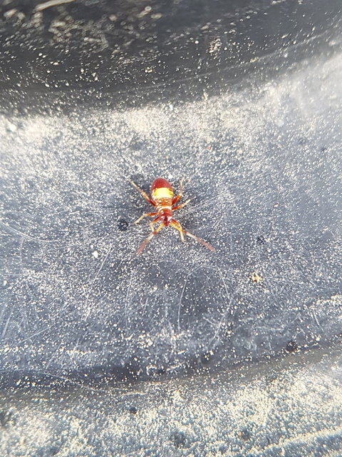 Closterotomus fulvomaculatus - komlópoloska