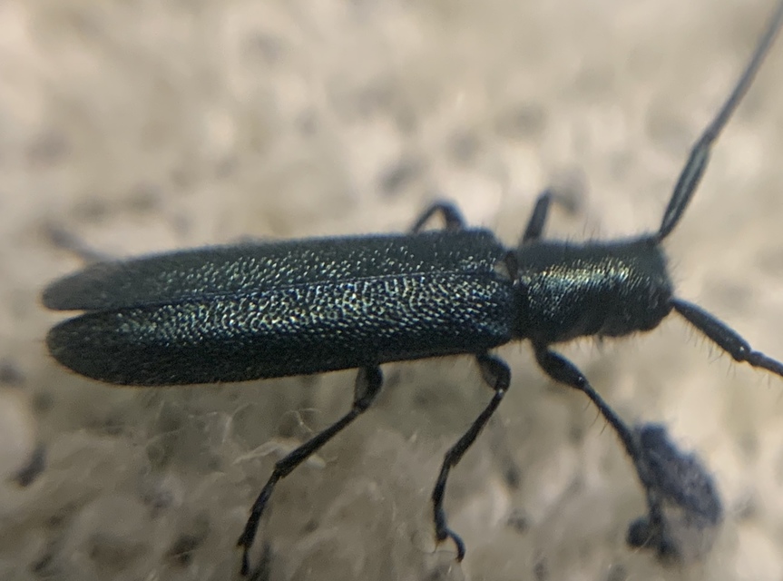 Agapanthia violacea - kék somkórócincér