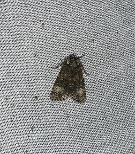 Craniophora ligustri - fagyalbagoly
