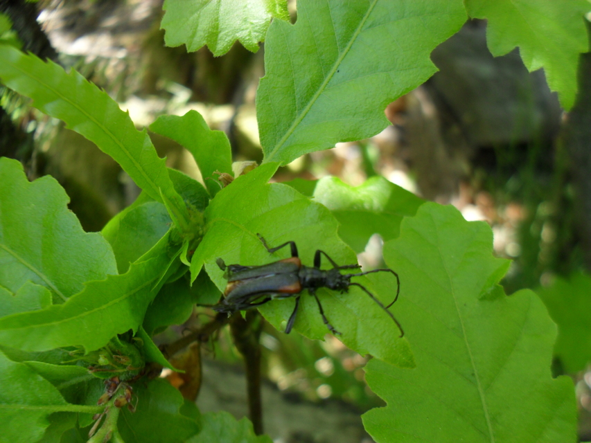 Stenocorus quercus - tölgy-gyökércincér