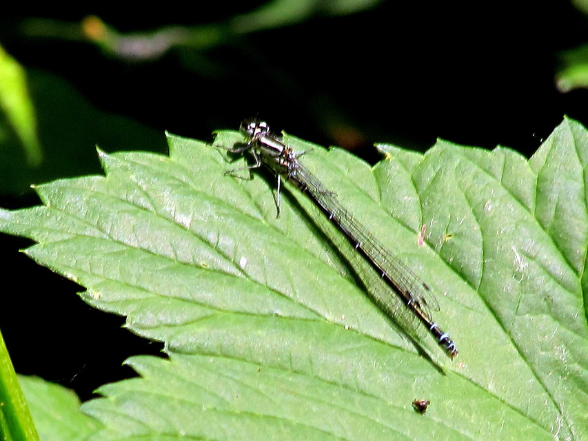 Coenagrion puella - azúrkék légivadász