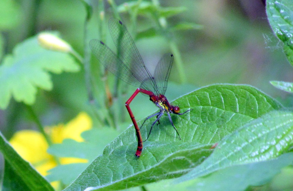 Pyrrhosoma nymphula interposita - vörös légivadász