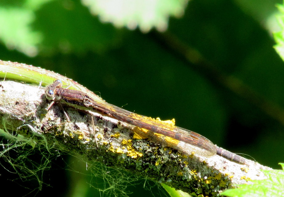 Sympecma fusca - téli rablószitakötő