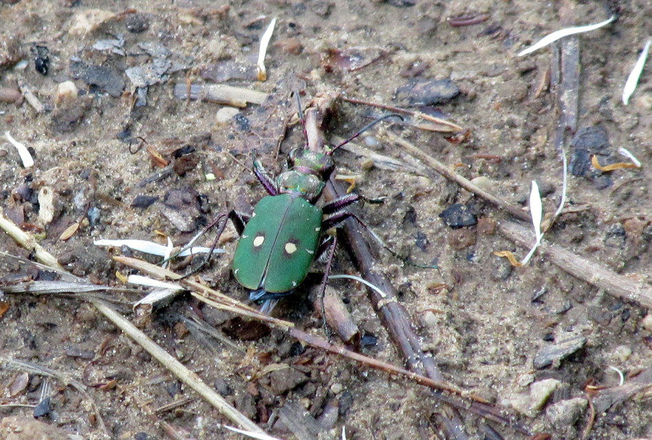 Cicindela campestris - mezei homokfutrinka