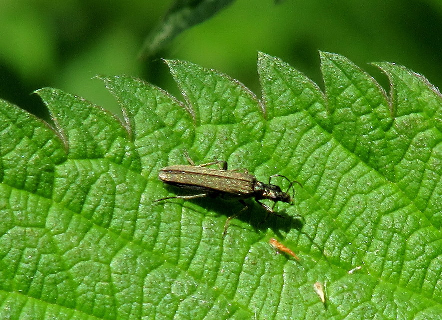 Oedemera