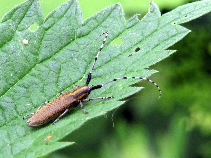 Agapanthia villosoviridescens - fehérgyűrűs bogáncscincér