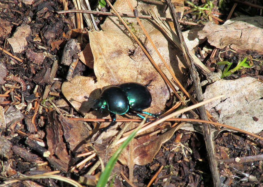 Trypocopris vernalis - tavaszi álganéjtúró