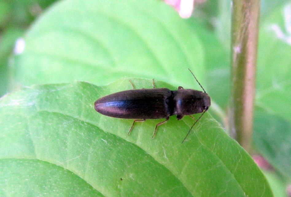 Athous haemorrhoidalis - szurkos pattanó Athous haemorrhoidalis - szurkos pattanó