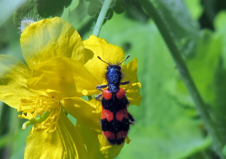 Trichodes favarius - hatfoltos méhészbogár