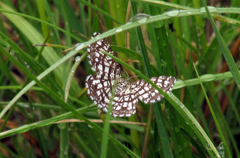 Chiasmia clathrata - rácsos rétiaraszoló