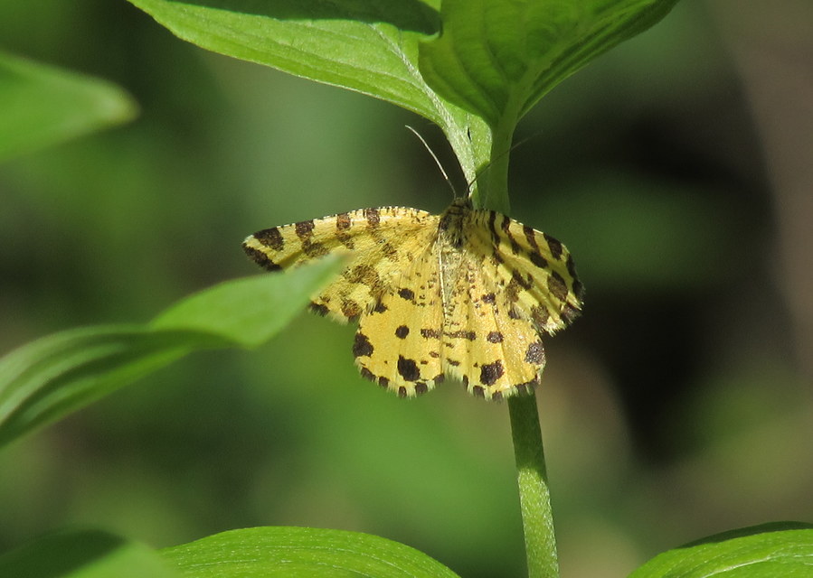 Pseudopanthera macularia - párducfoltos araszoló