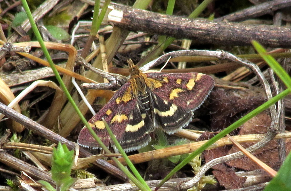 Pyrausta purpuralis - közönséges bíbormoly