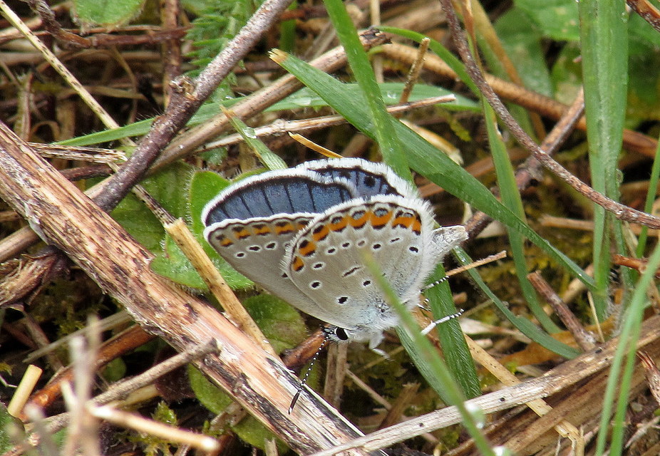 Plebejus argyrognomon - tintakék boglárka