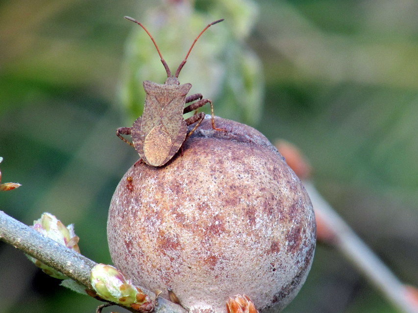 Coreus marginatus - közönséges karimáspoloska