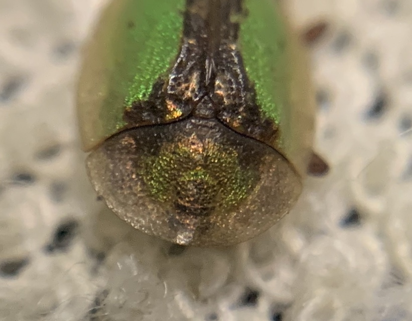 Cassida vibex - szőrös pajzsbogár