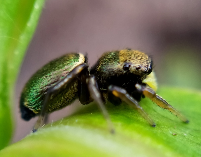 Heliophanus auratus - aranyos ugrópók