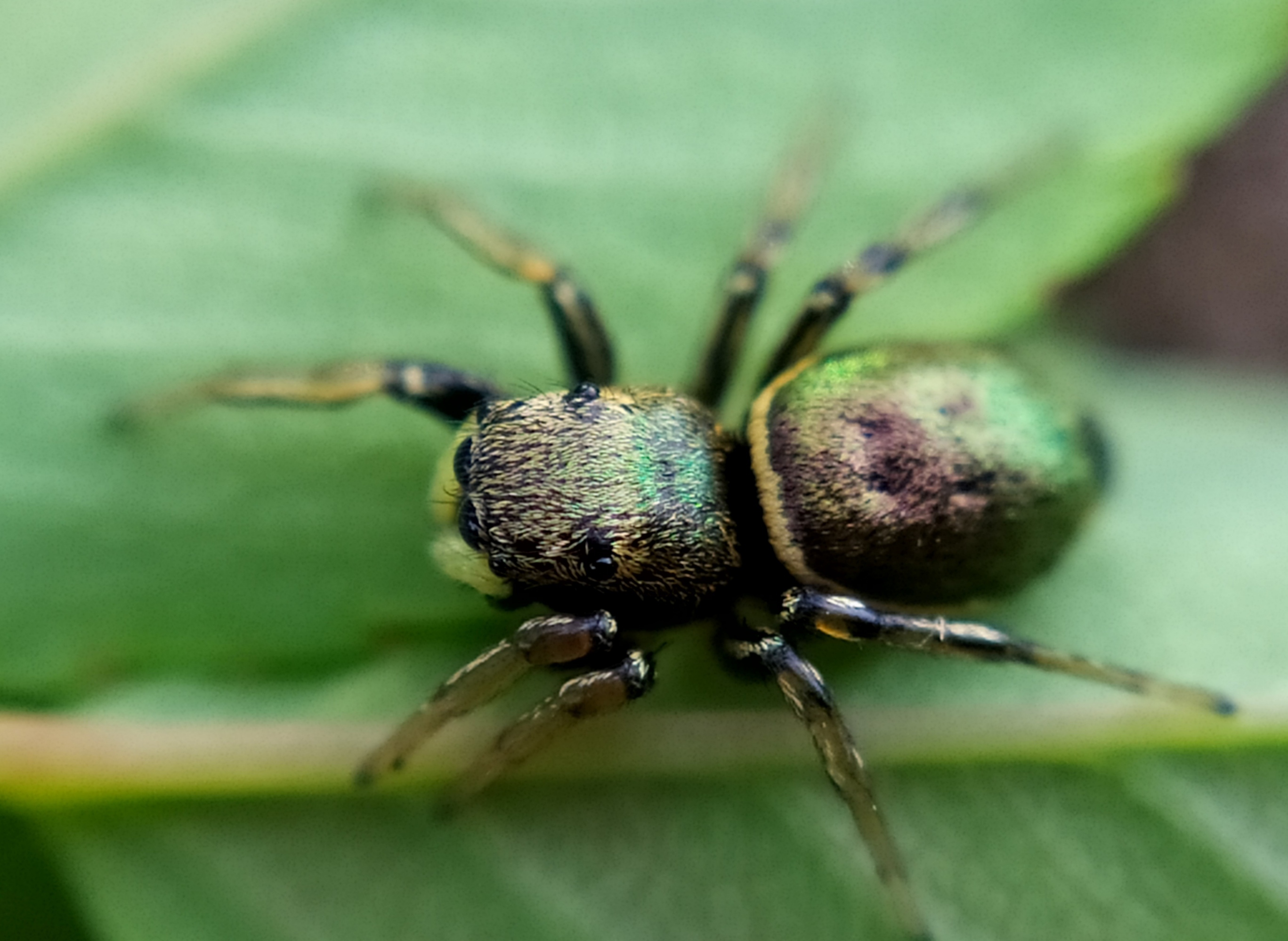 Heliophanus auratus - aranyos ugrópók
