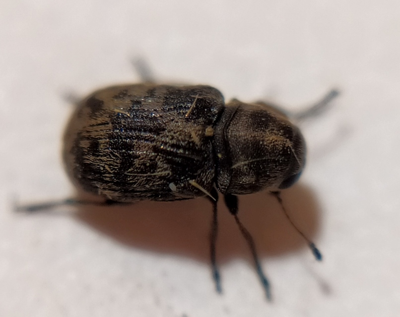Rhaphitropis marchica - szalagos orrosbogár Rhaphitropis marchica - szalagos orrosbogár