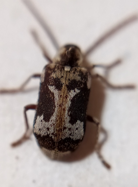 Ptinomorphus imperialis - díszes álszú