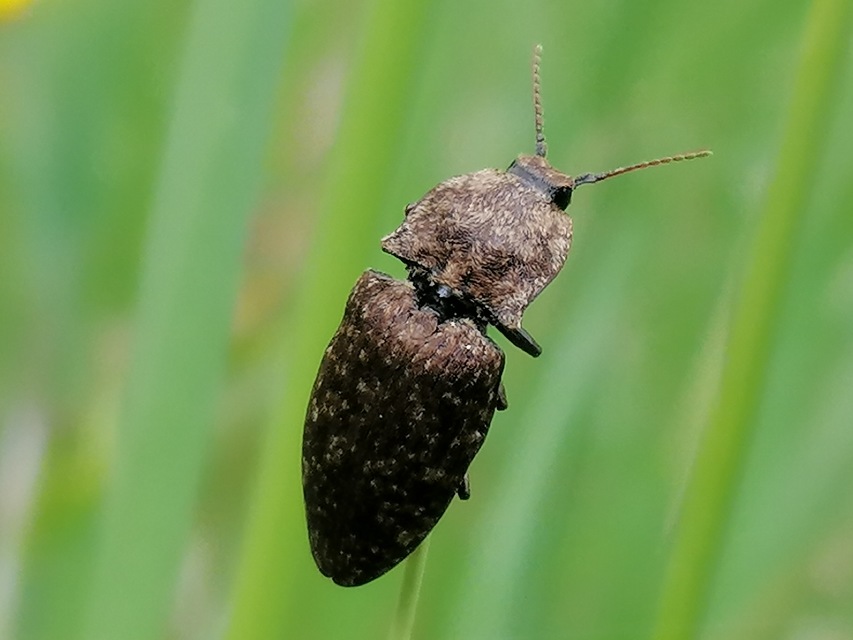 Agrypnus murinus - egérszínű pikkelyespattanó