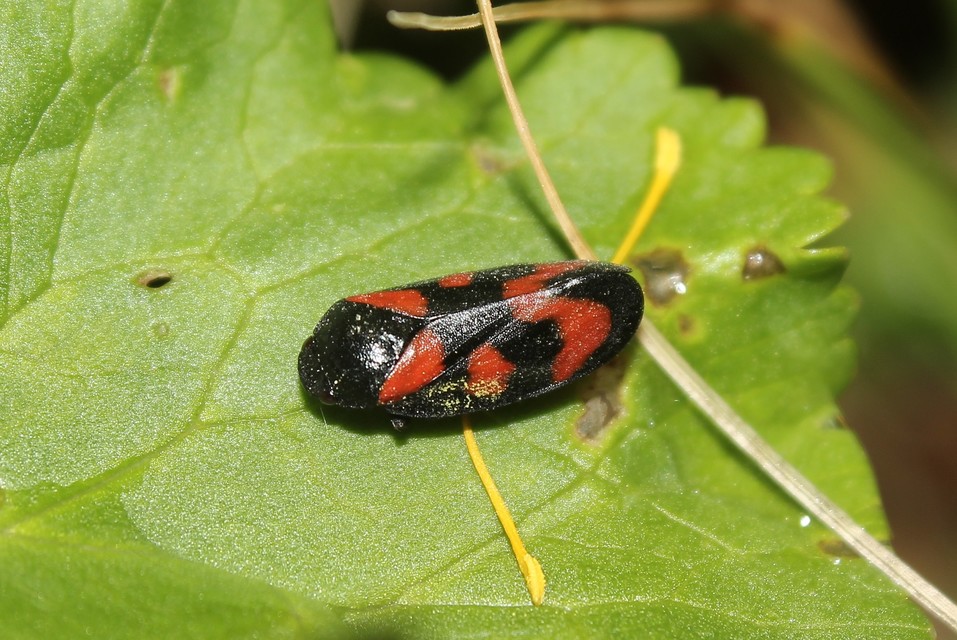 Cercopis vulnerata