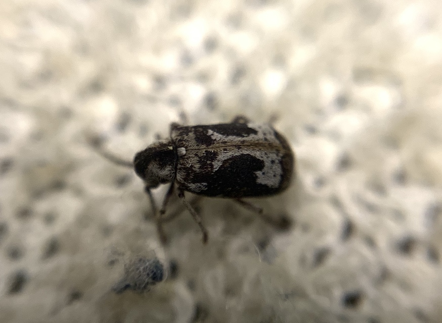 Ptinomorphus imperialis - díszes álszú