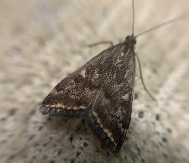 Loxostege sticticalis - muszkamoly