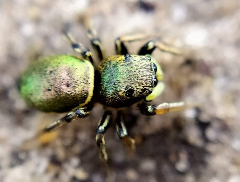 Heliophanus auratus - aranyos ugrópók