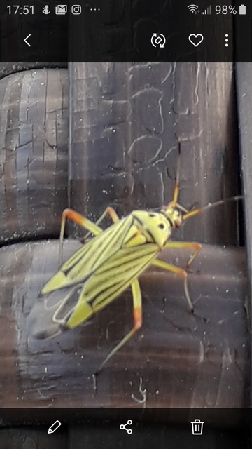 Mermitelocerus schmidtii