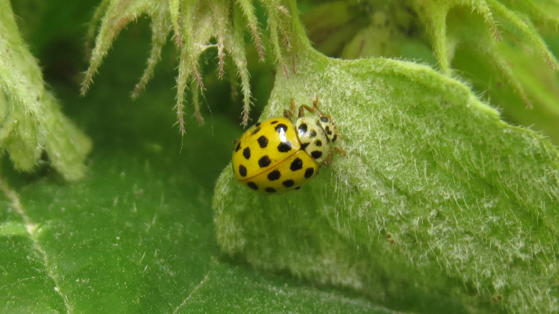 Psyllobora vigintiduopunctata - huszonkétpettyes katica