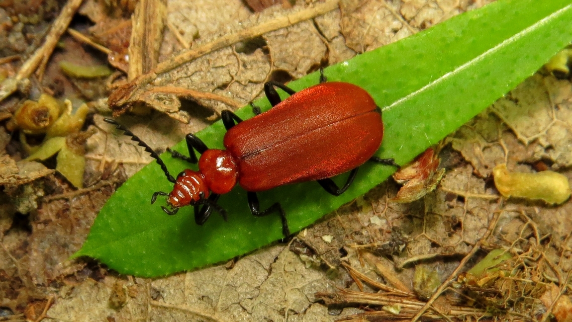 Pyrochroa serraticornis - közép-bíborbogár