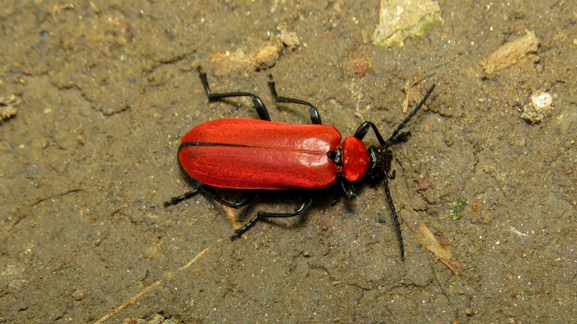 Pyrochroa coccinea - nagy bíborbogár
