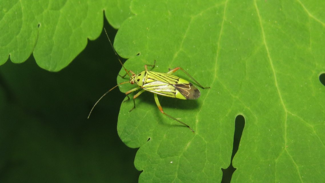Mermitelocerus schmidtii